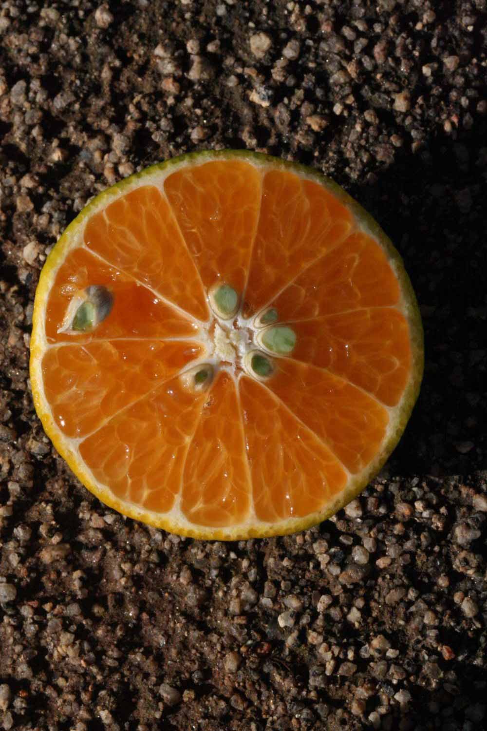              Fruit cross-section (Riverside, CA)       